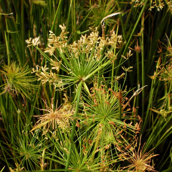 plante papyrus fleurs épanouies