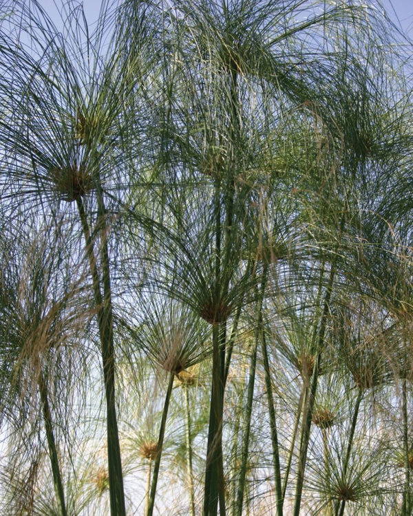 plante papyrus hauteur de 3 mètres