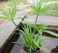 Plante papyrus et comment se sent-elle dans un pot ou dans le jardin (3)