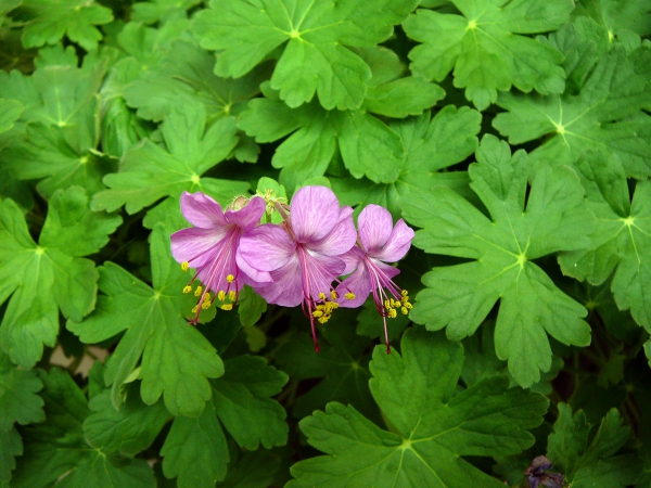 plantes aromatiques les fleurs du géranium