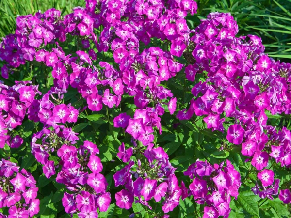 plantes aromatiques un tapis rose