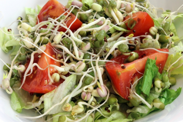 salade de graines germées