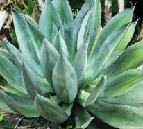 Aloe vera utilisation: 8 faveurs de ses produits naturels fantastiques (3)