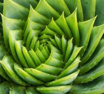 Aloe vera utilisation: 8 faveurs de ses produits naturels fantastiques (2)