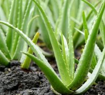 Aloe vera utilisation: 8 faveurs de ses produits naturels fantastiques (4)