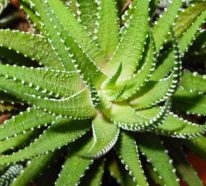 Aloe vera utilisation: 8 faveurs de ses produits naturels fantastiques (1)