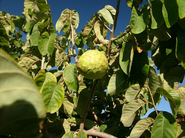 cherimoya fruit à l’arbre