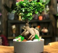 Ficus ginseng : conseils d’entretien pour une plante en bonne santé (4)