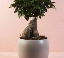 Ficus ginseng : conseils d’entretien pour une plante en bonne santé (1)