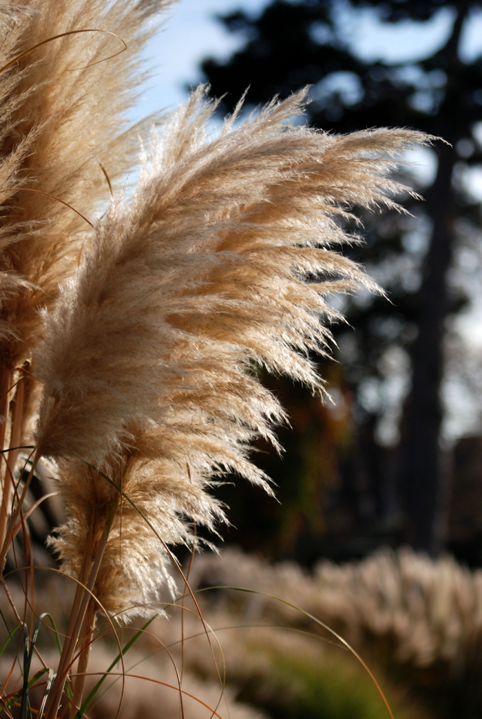 herbe de la pampa plante