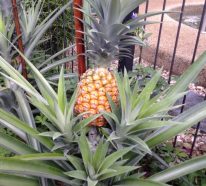 Plante ananas: tout ce qu’on doit savoir sur cette bombe vitamineuse (4)