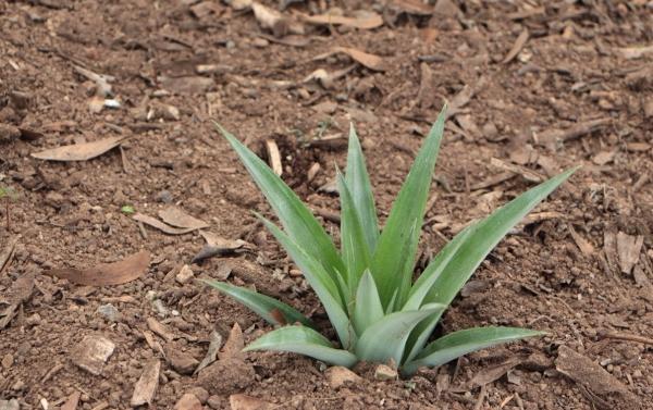 plante ananas la couronne dans le sol