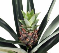 Plante ananas: tout ce qu’on doit savoir sur cette bombe vitamineuse (2)