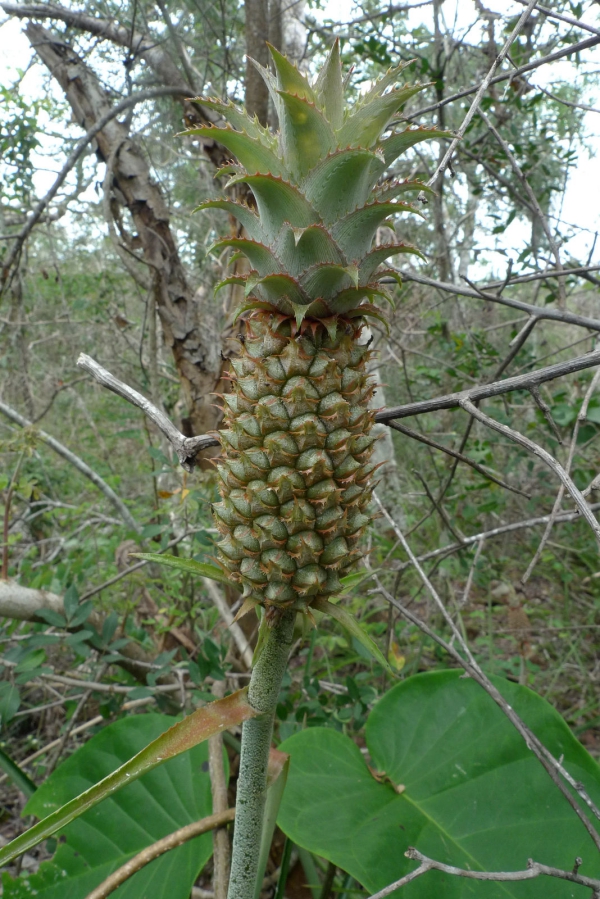 plante ananas ressemblant à une pomme de pin