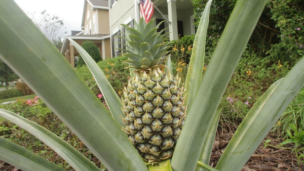 plante ananas un gros fruit