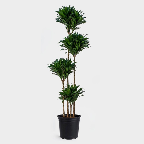 plante dracaena de taille différente
