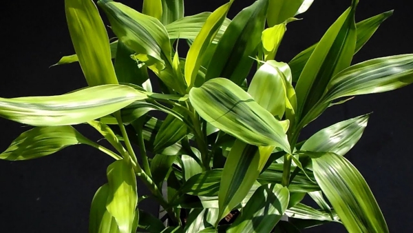 plante dracaena lumière et humidité modérées
