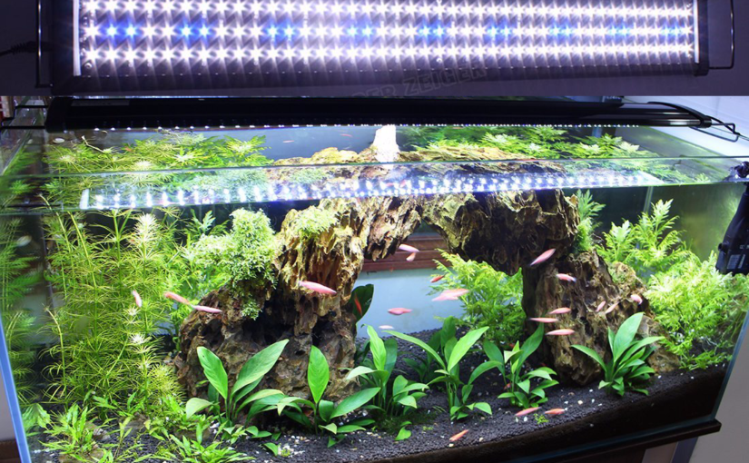 plante d’aquarium LED éclairage