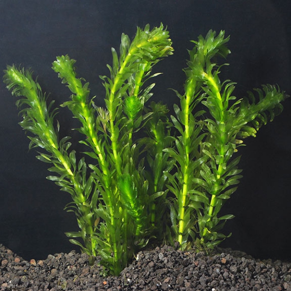 plante d’aquarium anacharis groupé