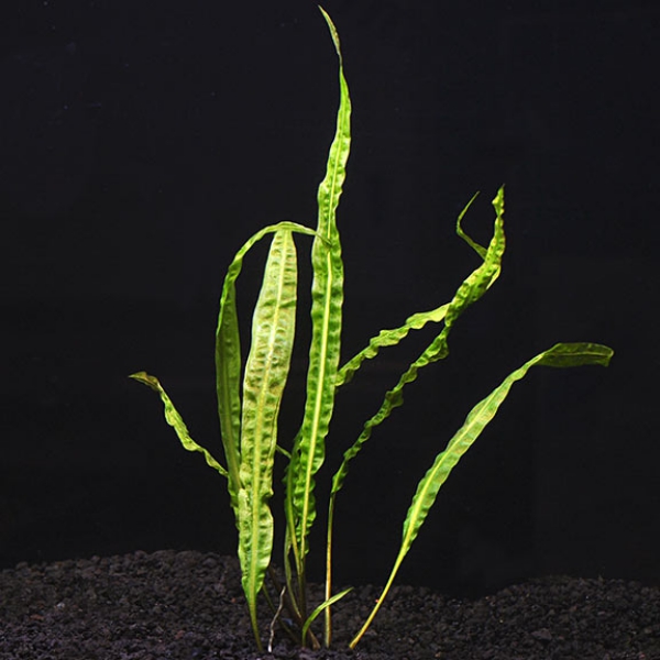 plante d’aquarium cryptocoryne crispatula