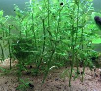 Plante d’ aquarium qui crée un petit monde aquatique (3)