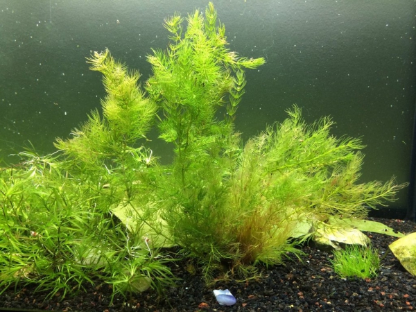 plante d’aquarium feuilles minces