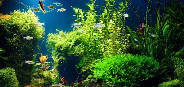 plante d’aquarium joli fond d’écran