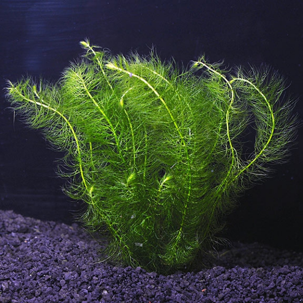 plante d’aquarium myrio vert