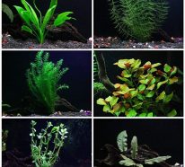 Plante d’ aquarium qui crée un petit monde aquatique (2)