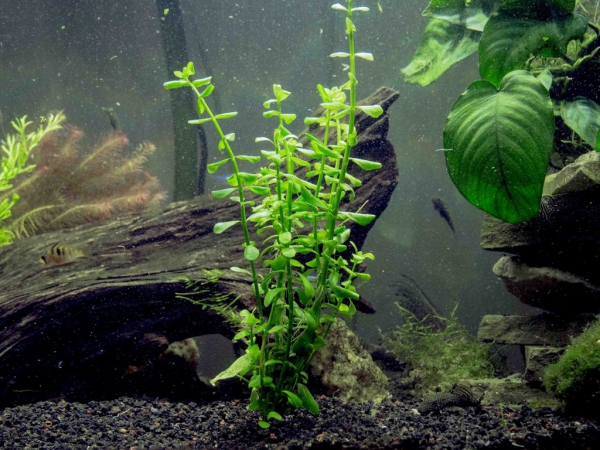 plante d’aquarium poissons cachés