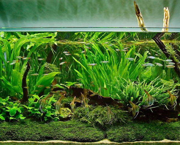 plante d’aquarium un milieu naturel