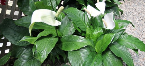 plante symbole de l’amour fleur blanche