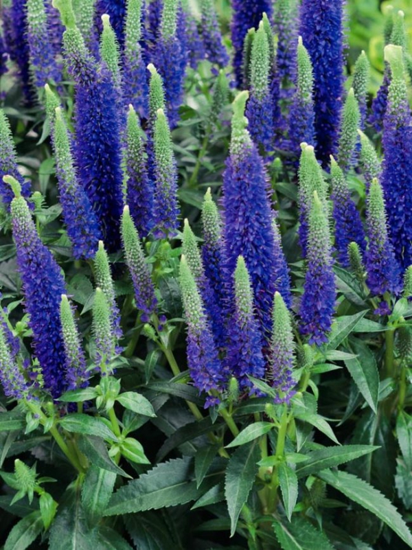 plante véronique nain bleu