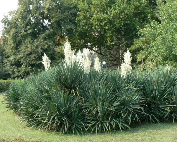 plante yucca grande densité de yucca