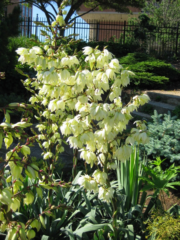 plante yucca les jolies clochettes blanches