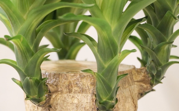 plante yucca tronc épais