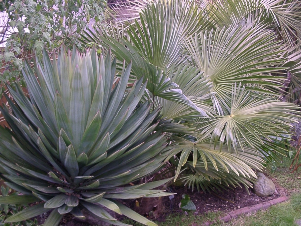 plante yucca un coin de plantes désertiques