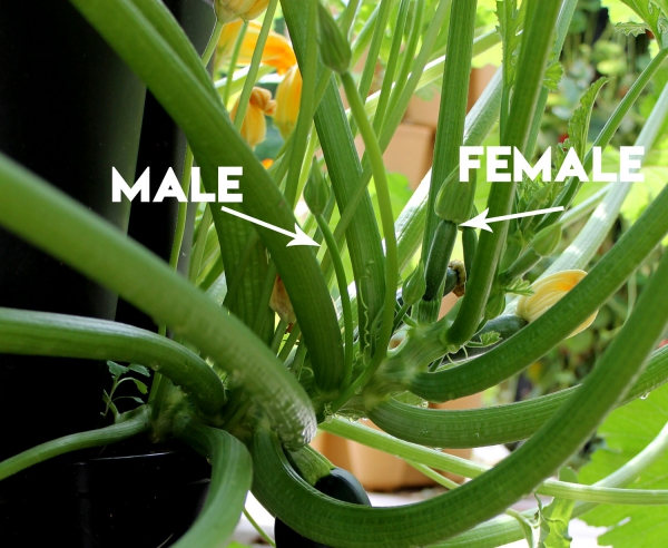 planter courgette mâle et femelles