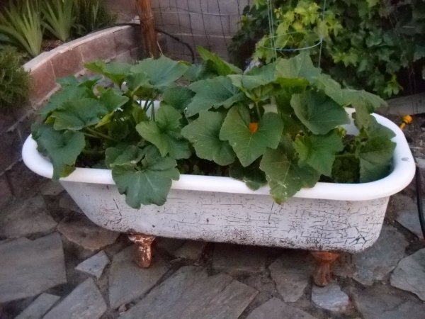 planter courgette vieille baignoire