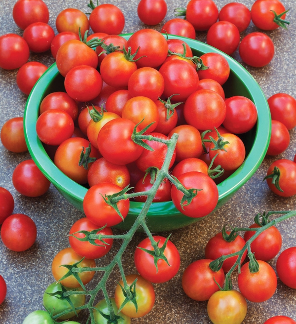 planter des tomates cerises bonne récolte