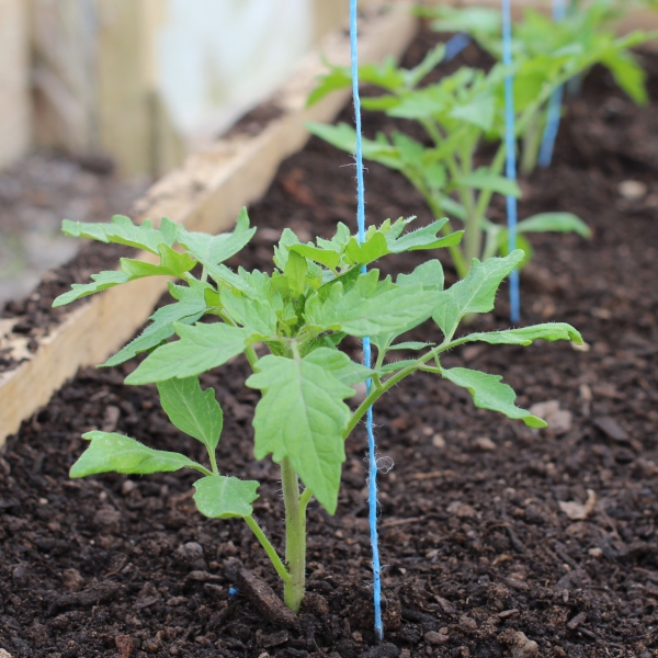 planter des tomates cerises fil au lieu de piquet