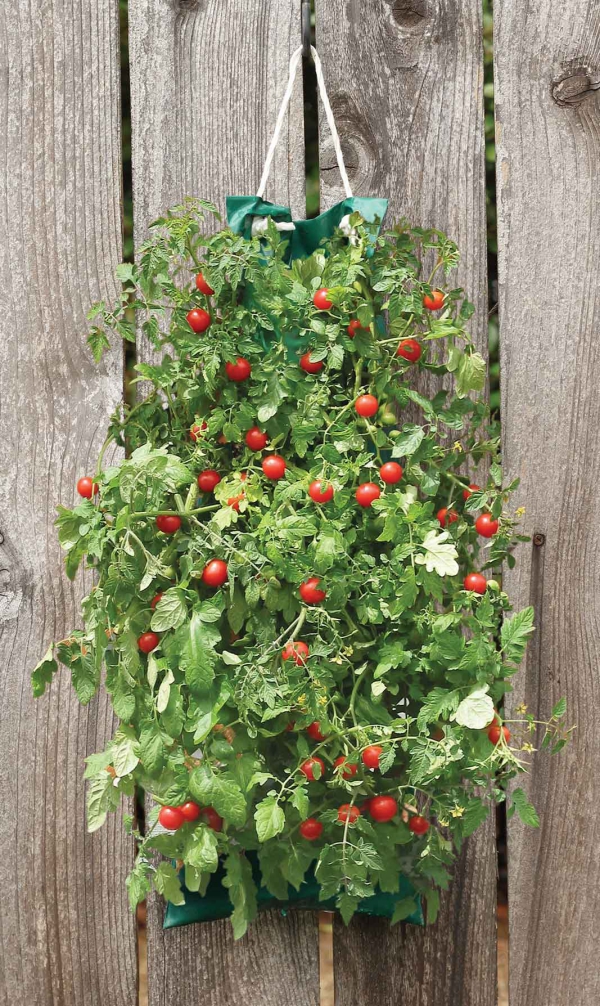 planter des tomates cerises fleur ou légume
