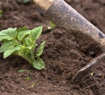 Comment planter les pommes de terre favorites dans le jardin? (4)