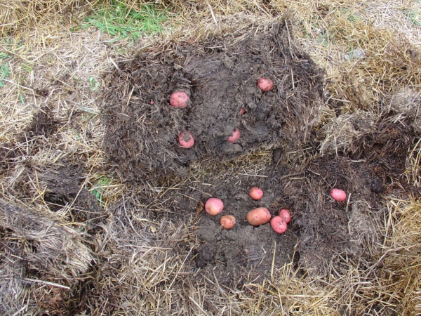planter les pommes de terre sous la paille