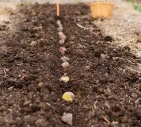 Comment planter les pommes de terre favorites dans le jardin? (2)