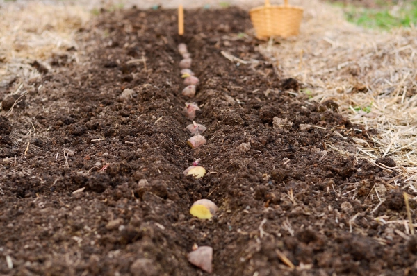 planter les pommes de terre une tranchée droite