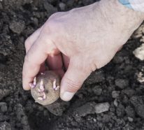 Comment planter les pommes de terre favorites dans le jardin? (3)