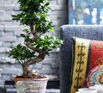 Ficus ginseng : conseils d’entretien pour une plante en bonne santé (2)