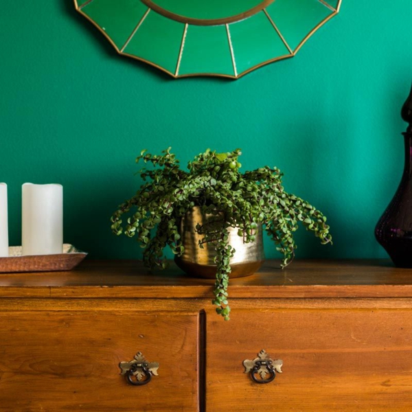 salon peinture vert émeraude placard bois rétro