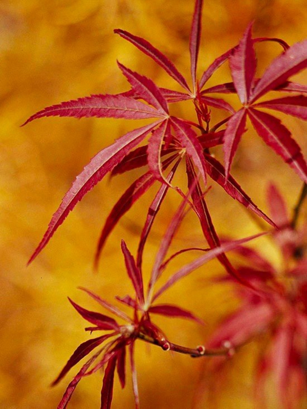 érable du japon nain villa taranto feuilles rouges